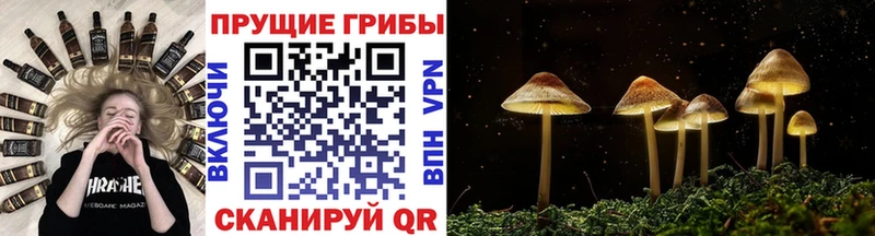 купить наркотики сайты  гидра зеркало  Псилоцибиновые грибы Psilocybe  Дмитров 